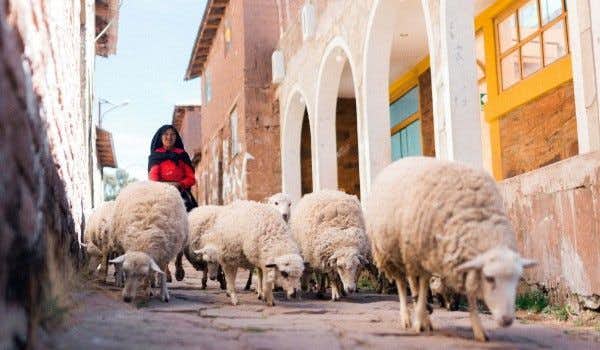 Viajante e ovelhas em Taquile