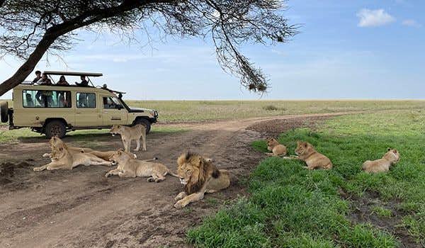 Ganztägige Serengeti-Safari
