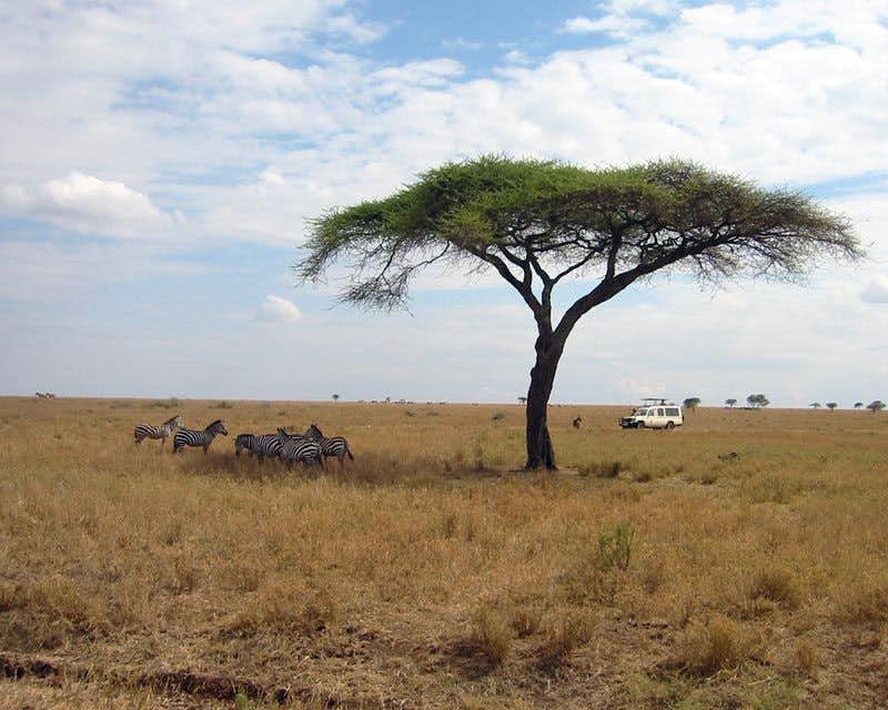 Zebras auf Safari gesichtet