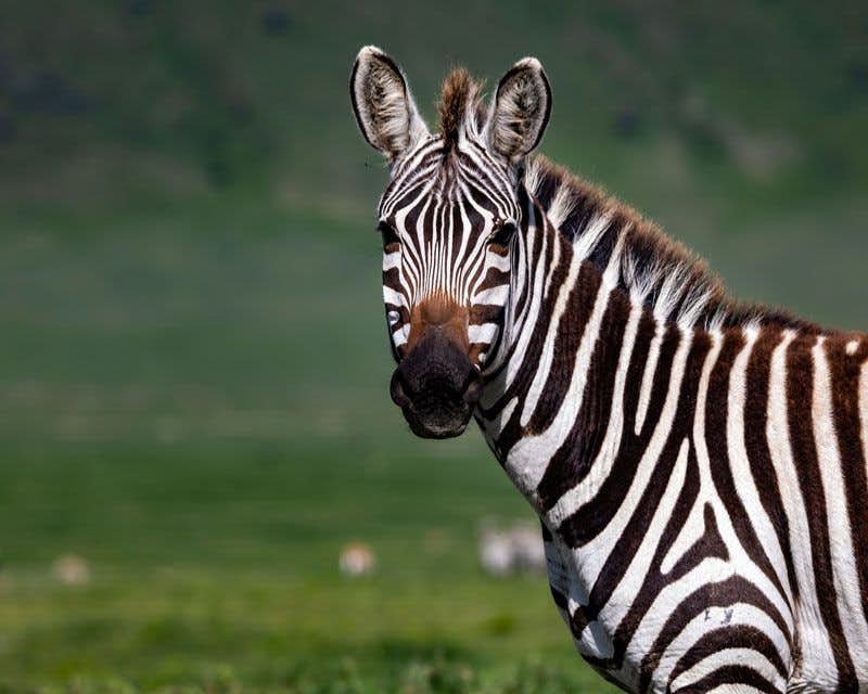 zebra safari ngorongoro