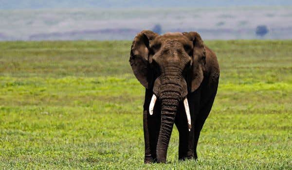 Ngorongoro-Elefant