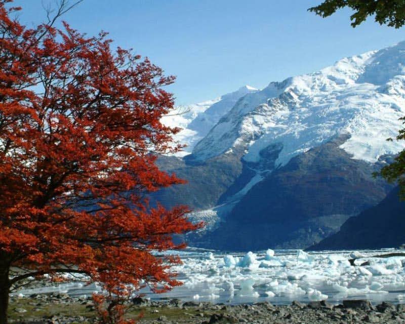 Gletscher in El Chalten und roter Baum