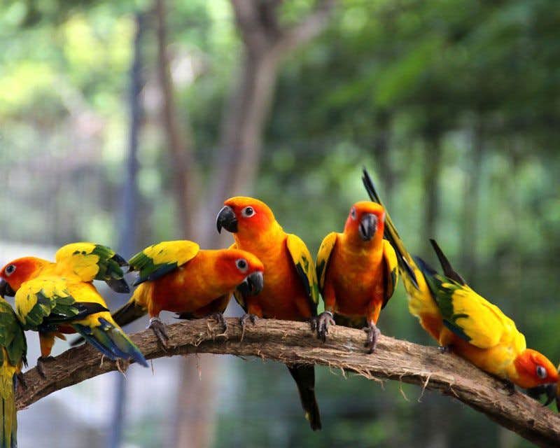 orangefarbene und gelbe Papageien im Parque das Aves