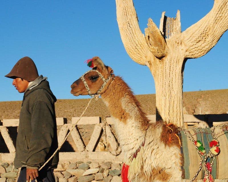 Mann hält ein Lama an der Hand