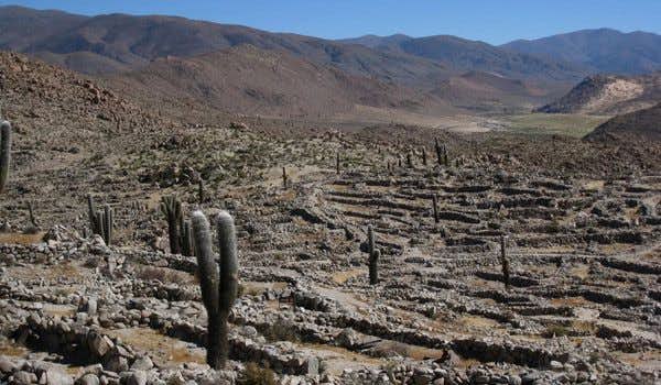 Kaktus in den Ruinen von Tastil