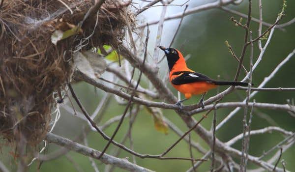 orangefarbener Vogel im Amazonasdschungel