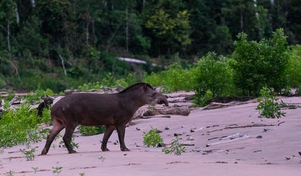 Tapir wandernd in Santa Rosa
