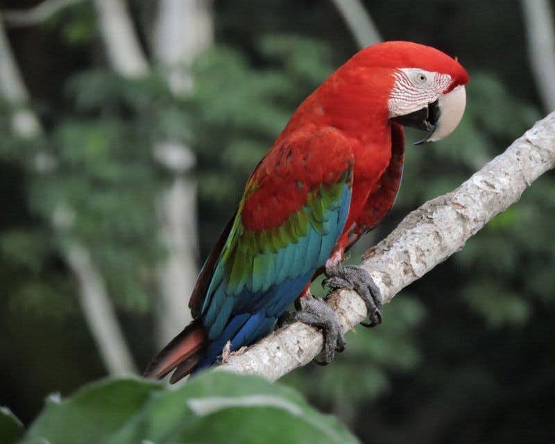 Papageien-Pampa von Yacuma