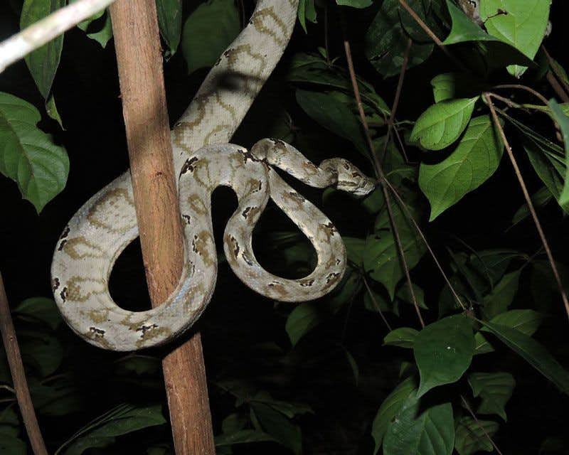 Die Schlangenpampa von Yacuma