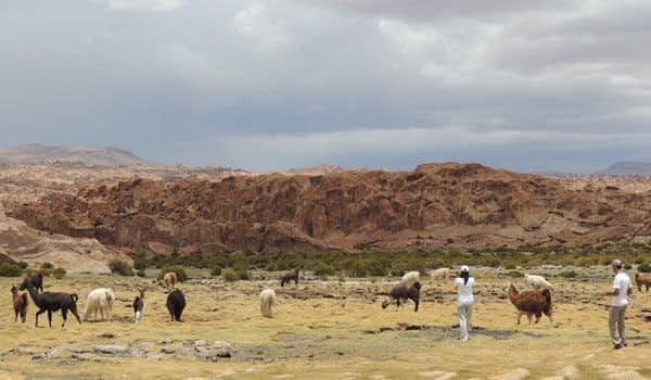 Lamas im Feuchtgebiet von Sora 