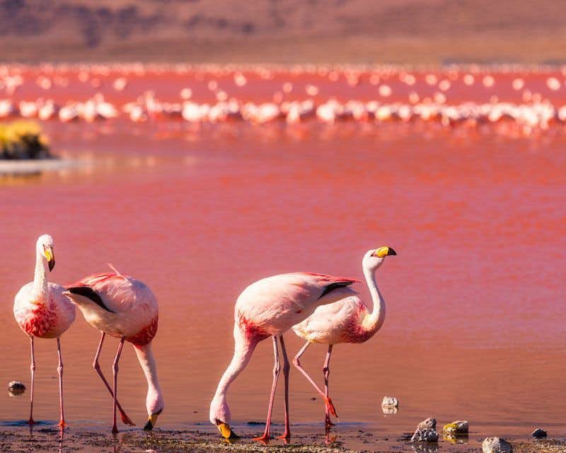 Flamingos auf der roten Lagune