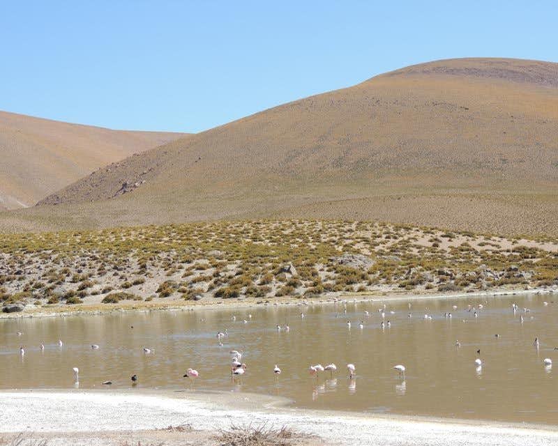 Lagune voll mit Flamingos