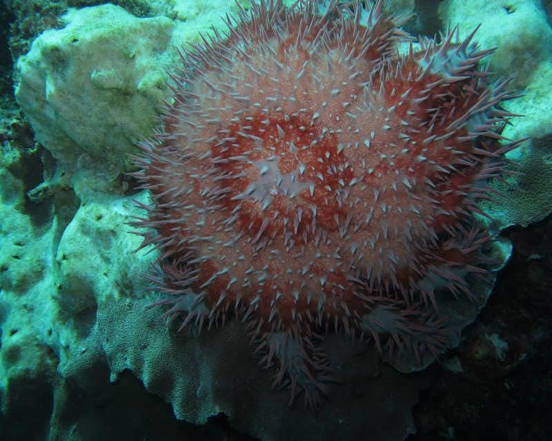 Hornkronen-Seestern unter Wasser Costa Rica