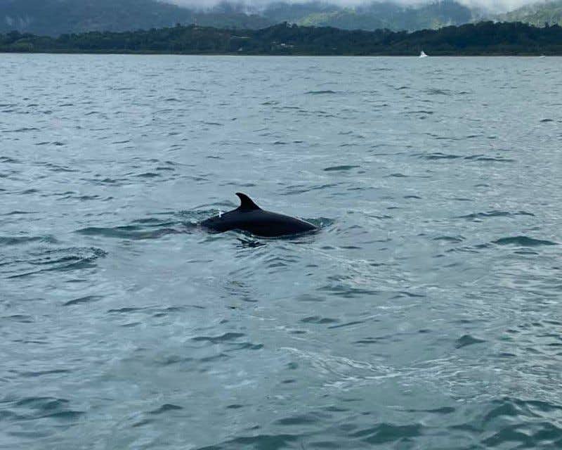 Delphin-Bootsfahrt auf der Insel Cano