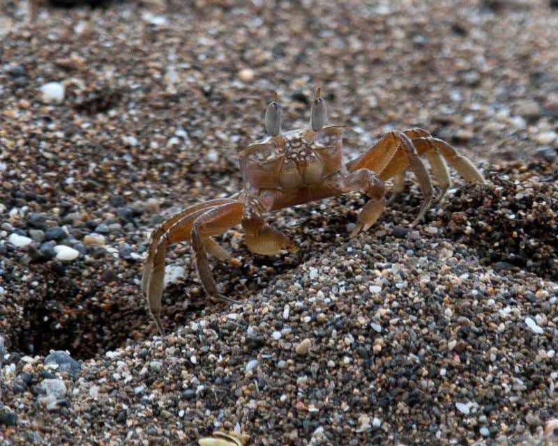 Costa Rica Krabbe im Sand