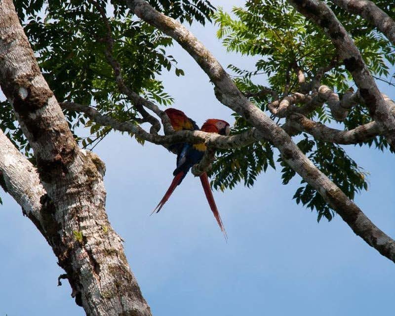 Corcovado-Dschungelpapageienpaar in einem Baum