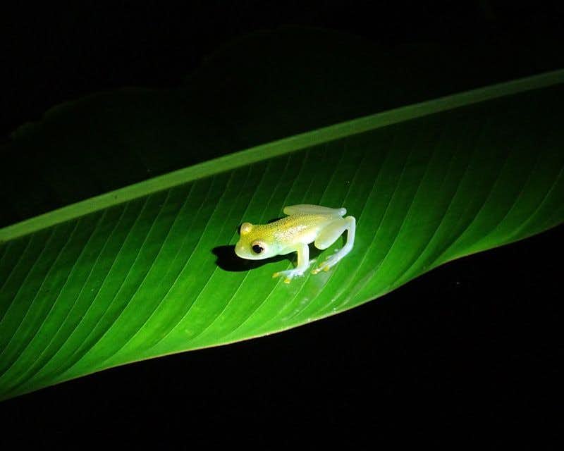 Grüner Frosch in Costa Rica