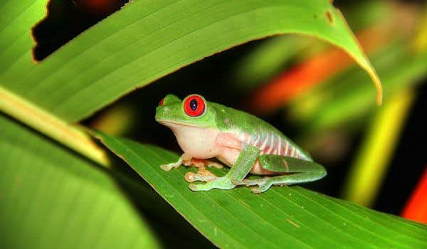 Grüner Frosch mit roten Augen bei der Nachtwanderung