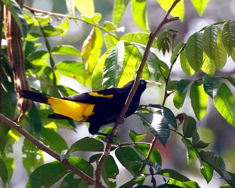 Amazonas-Vogel
