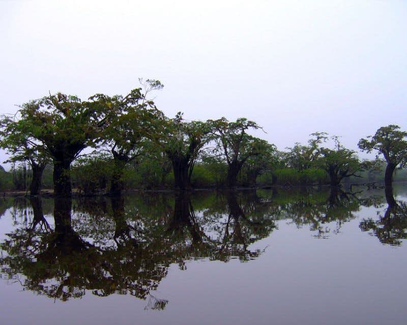 Cuyabeno-Fluss