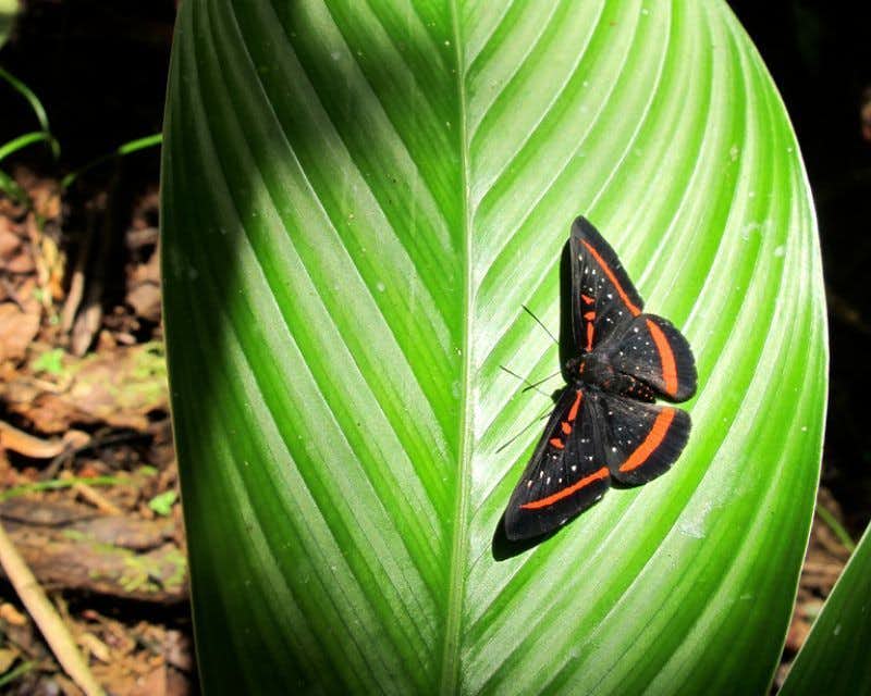Amazonas-Schmetterling