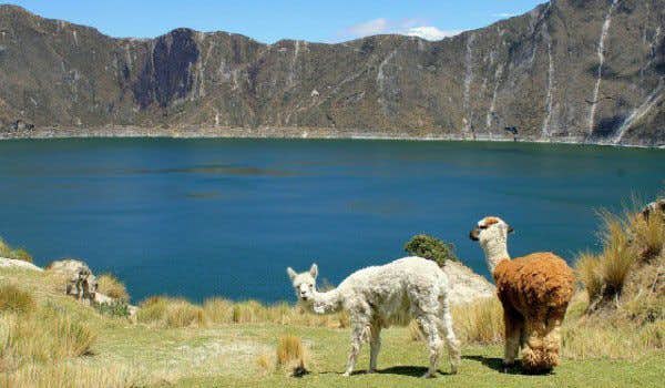 Lamas in der Lagune von Quilotoa