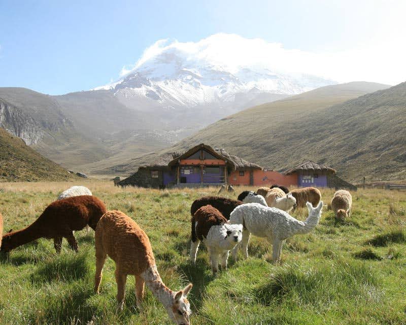 Lamas und die Schutzhütte auf dem Chimborazo