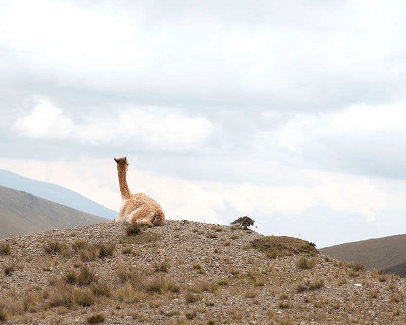 Vicuña beim Ausruhen im Chimborazo-Reservat
