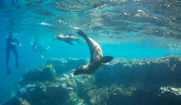 Schwimmen mit Seelöwen
