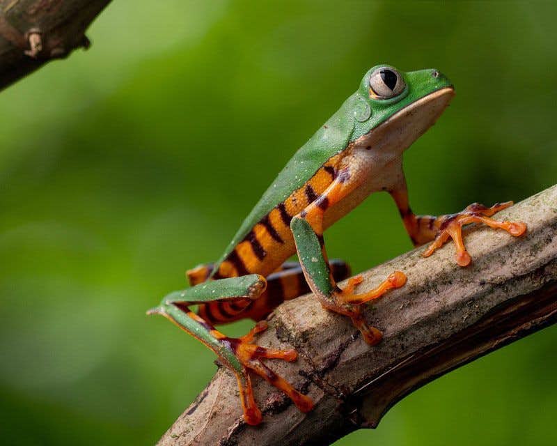 Frosch im ecuadorianischen Dschungel