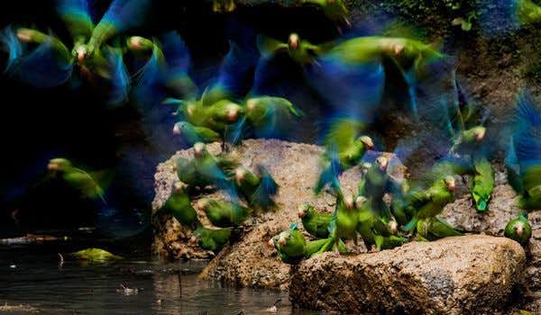 grüne Papageien auf den Lehmlecken