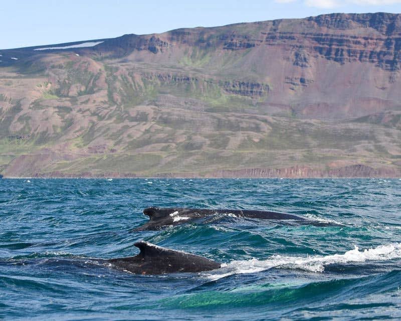 zwei Buckelwale an der Küste von Akureyri