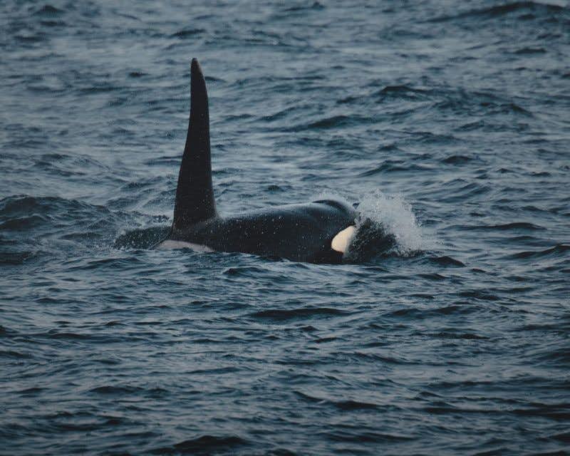 Orca an der Küste von Reykjavik