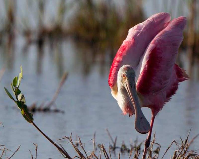 rosa Flamingo im Sian ka an Reservat