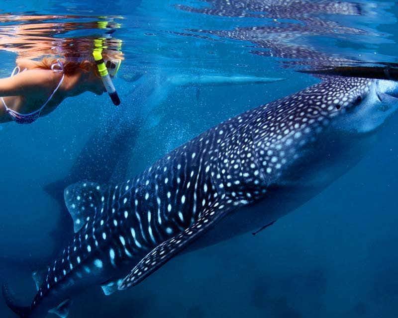 Schwimmen mit Walhaien in Cancun
