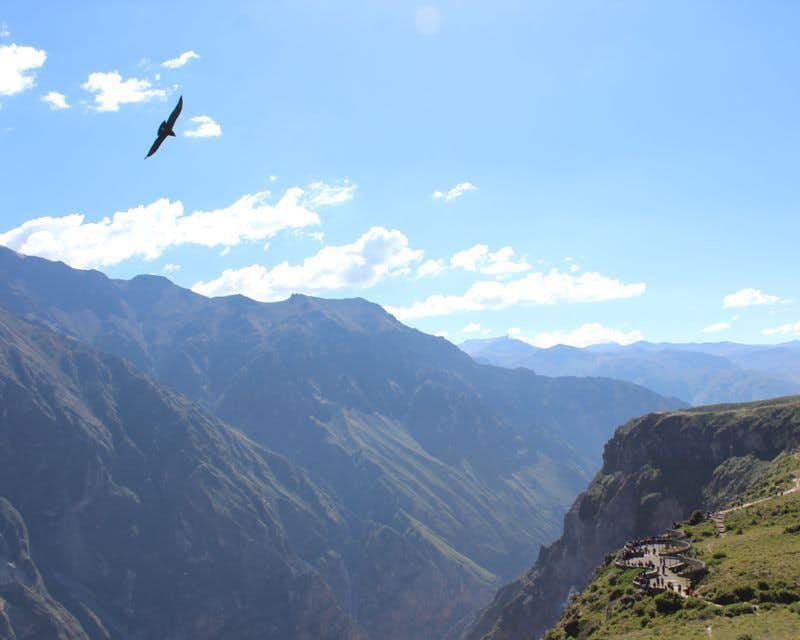 Kondor fliegt über einen Aussichtspunkt im Colca Canyon