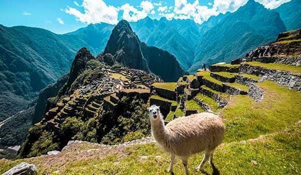 Lama mit Blick auf die Kamera in Machu Picchu für den Salkantay-Trek Sky Lodge