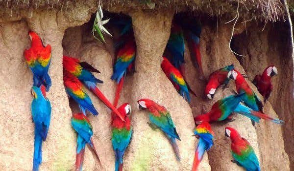 Lehmlecken von Papageien im Manu-Nationalpark