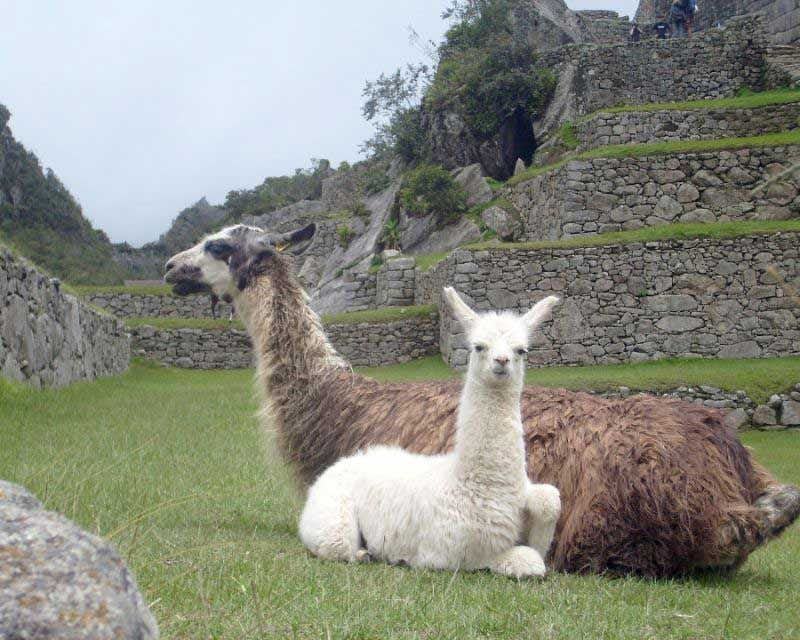 zwei lamas liegen auf den terrassen von machu picchu