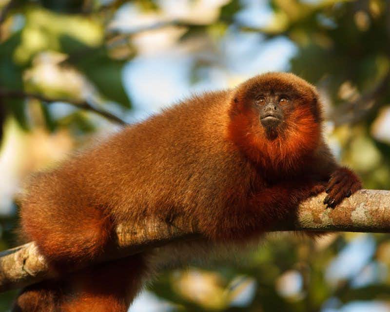 Orangefarbener Kapuzineraffe, der auf einem Zweig auf Affeninsel ruht