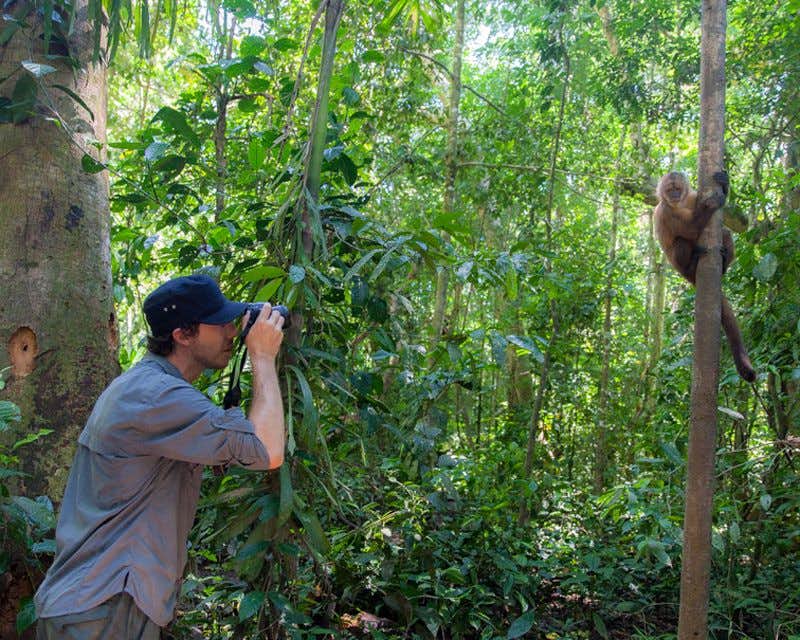 Tourist fotografiert einen Affen auf dem Baum