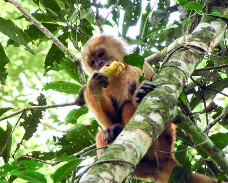 Affe isst Obst auf der Spitze des Baumes