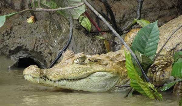 puerto maldonado tour Krokodil