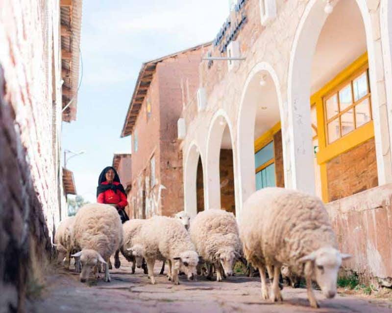 Gemeinde Luquina Frau geht mit Schafen spazieren