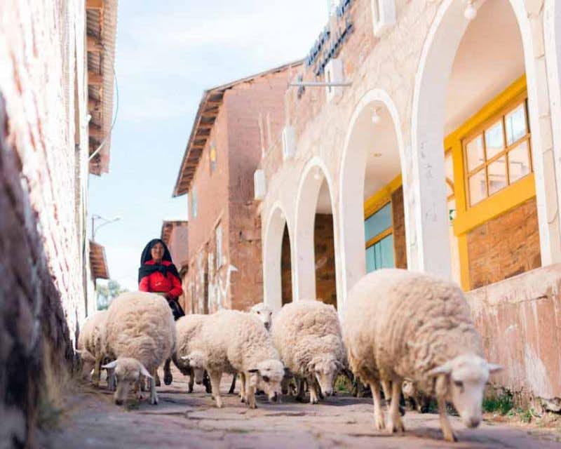 Gemeinde Luquina Frau geht mit Schafen spazieren