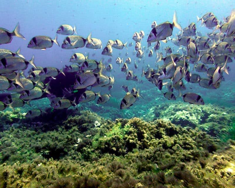 Fischschwarm auf dem Meeresgrund in mallorca