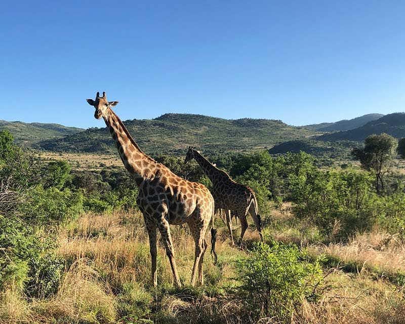 two wild giraffes in kenya