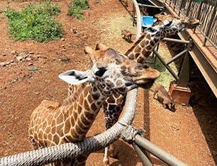 Kenya and Tanzania Safari