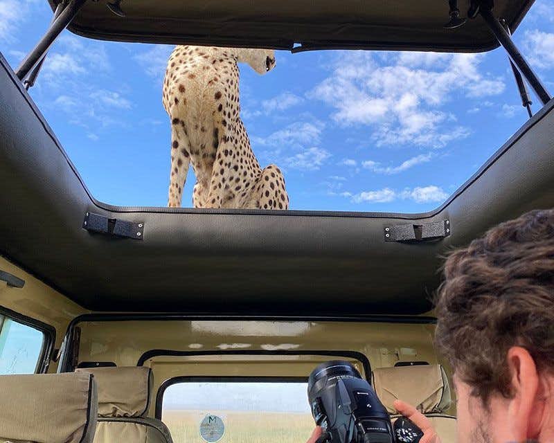 photographing a cheetah from the car