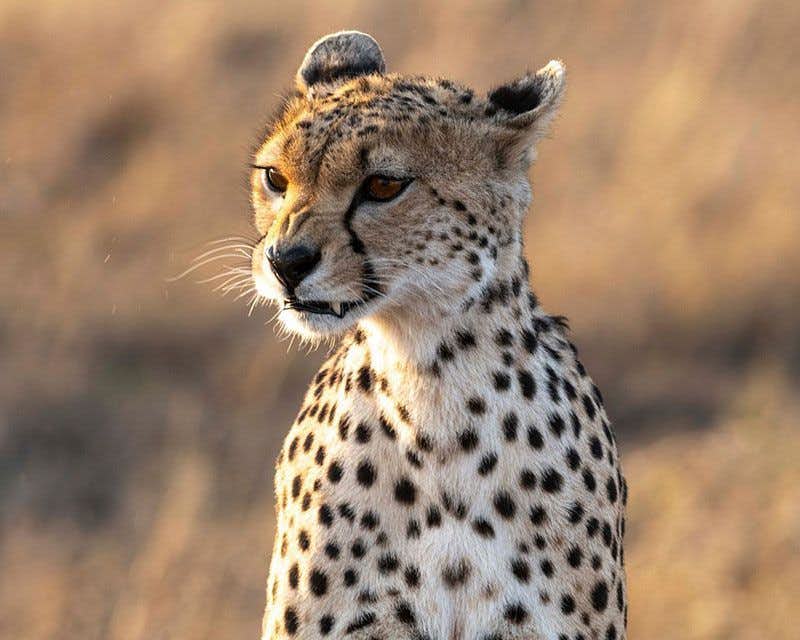 cheetah from the front on safari tanzania